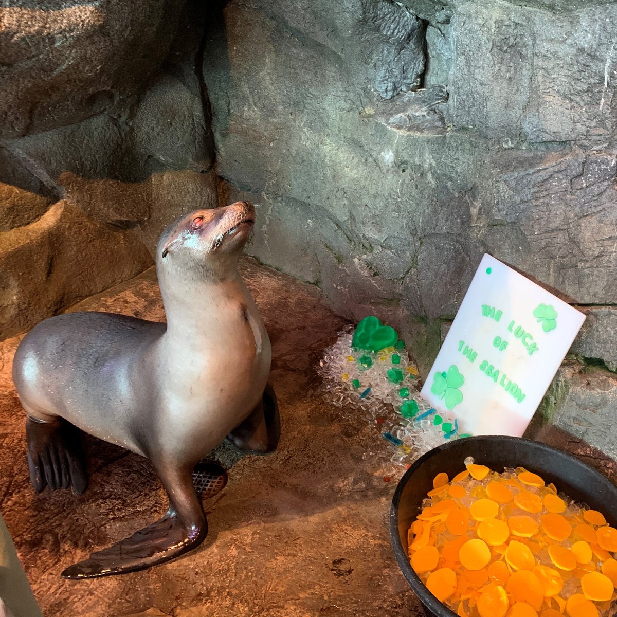 Shedd Aquarium tweet media