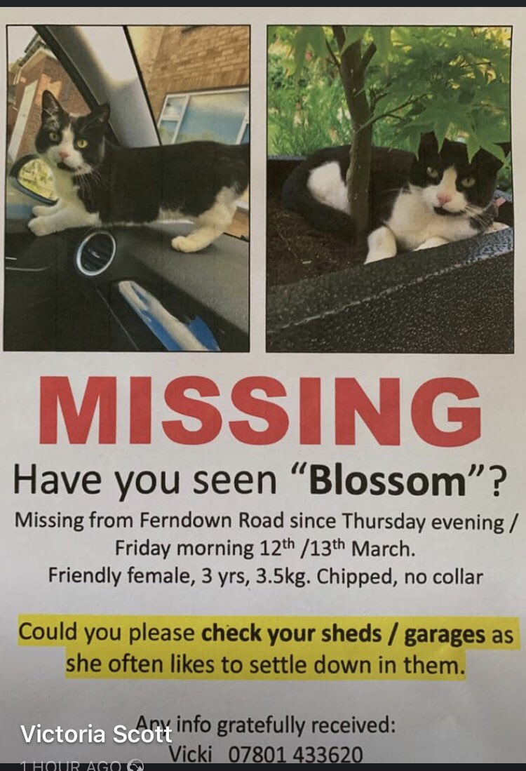 leighmusicangel's tweet photo. #FindBlossom #Help ⁦@SolihullUpdates⁩ ⁦@lostpetfinders⁩ #CatsLost ⁦@AnimalWythall⁩ #lost ⁦@PDSA_HQ⁩ ⁦@VisitKnowle⁩ #Solihull #Community ⁦@shirleylions⁩ ⁦@solihullhour⁩ #lostpets 💗 https://t.co/R8b8w7jJhv