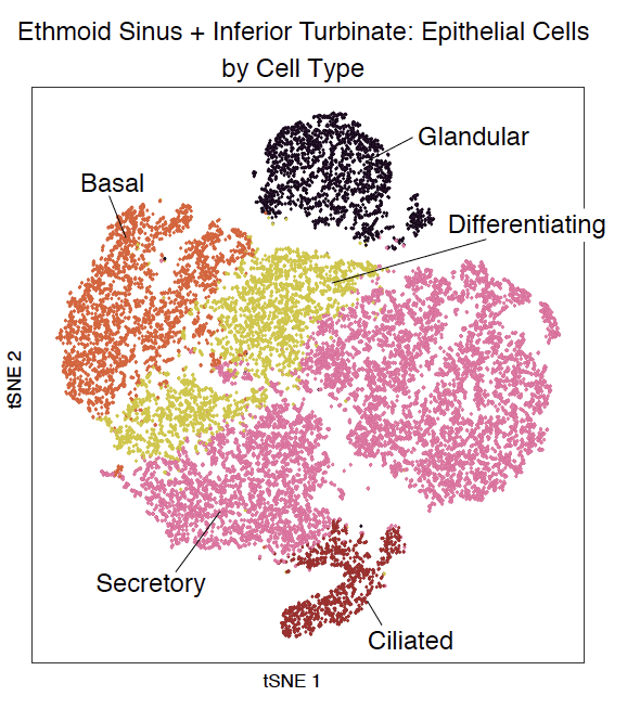 1) We are sharing our manuscript identifying that the SARS-CoV-2 receptor ACE2 is an interferon stimulated gene in human upper airway epithelial cells. Results from an amazing team effort: papers.ssrn.com/sol3/papers.cf… (n/16)