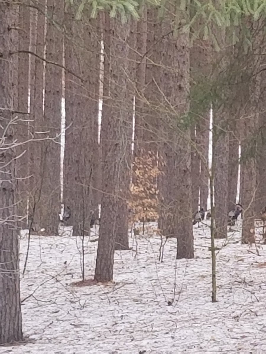 77kingofthereds's tweet image. Well Today&apos;s Trip To The Ponty Pool Property For A &quot;Spring&quot; Hike Was A Little More Snow Filled Than I Thought....Did See Lots Of Wild Turkeys, Its Ok There Were Less Than 50....So Isolation Wasn&apos;t An Issue.....
#MarchBreakFun