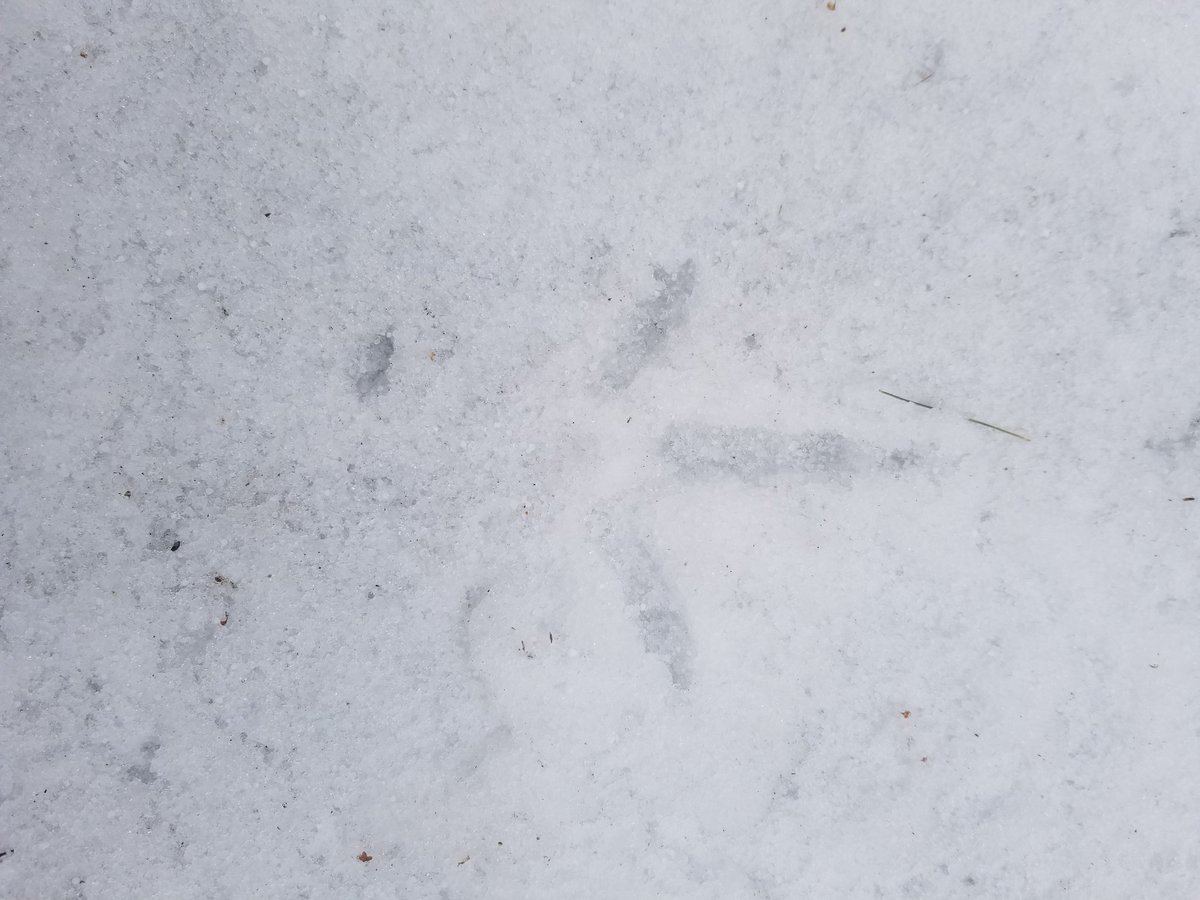 77kingofthereds's tweet image. Well Today&apos;s Trip To The Ponty Pool Property For A &quot;Spring&quot; Hike Was A Little More Snow Filled Than I Thought....Did See Lots Of Wild Turkeys, Its Ok There Were Less Than 50....So Isolation Wasn&apos;t An Issue.....
#MarchBreakFun