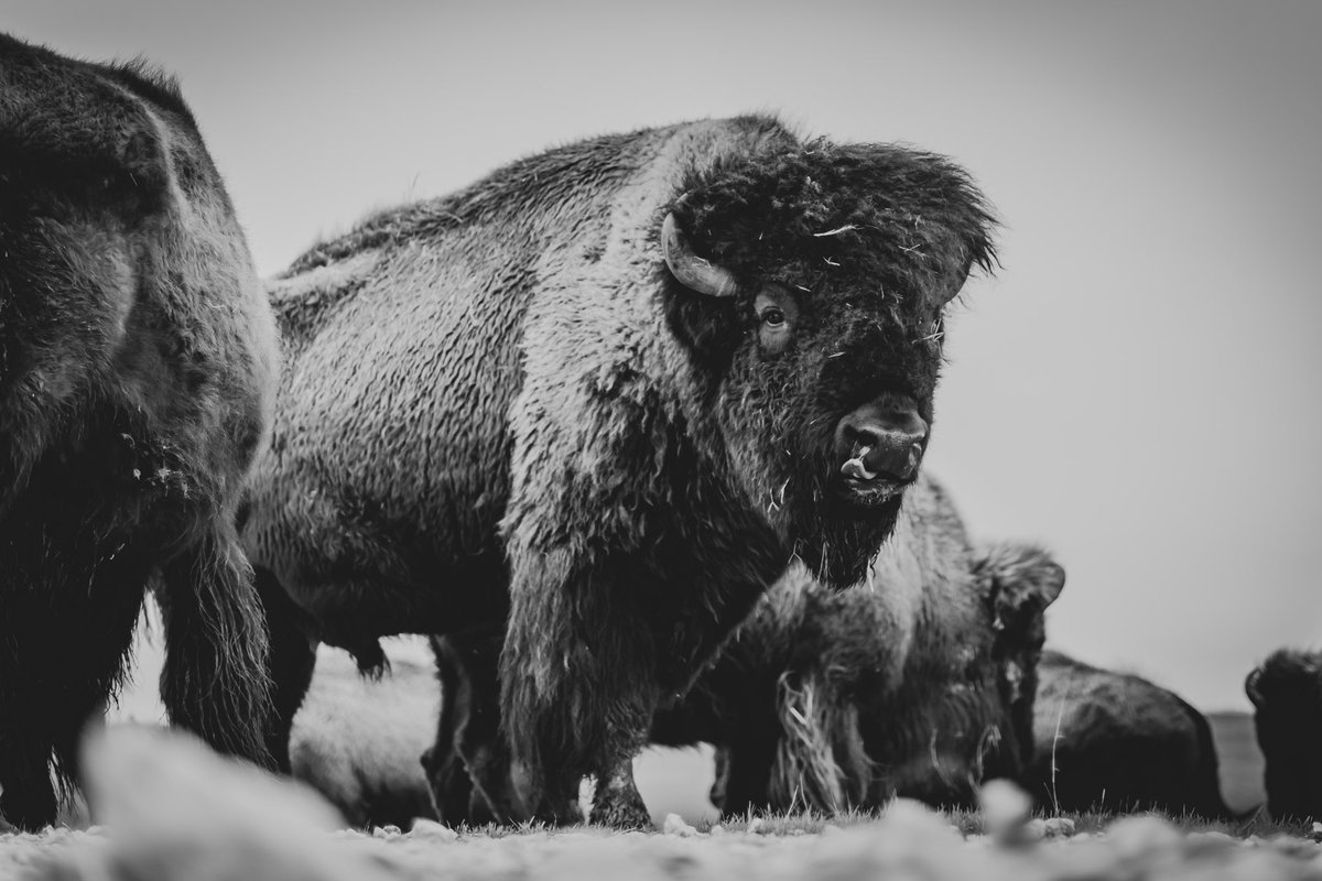 I’m gonna give away a 16x24 print of this picture! 
 Retweet and follow me to be entered
I’ll pick a winner March 22nd @ noon 
The link to my other prints are here 
blaine.darkroom.tech
