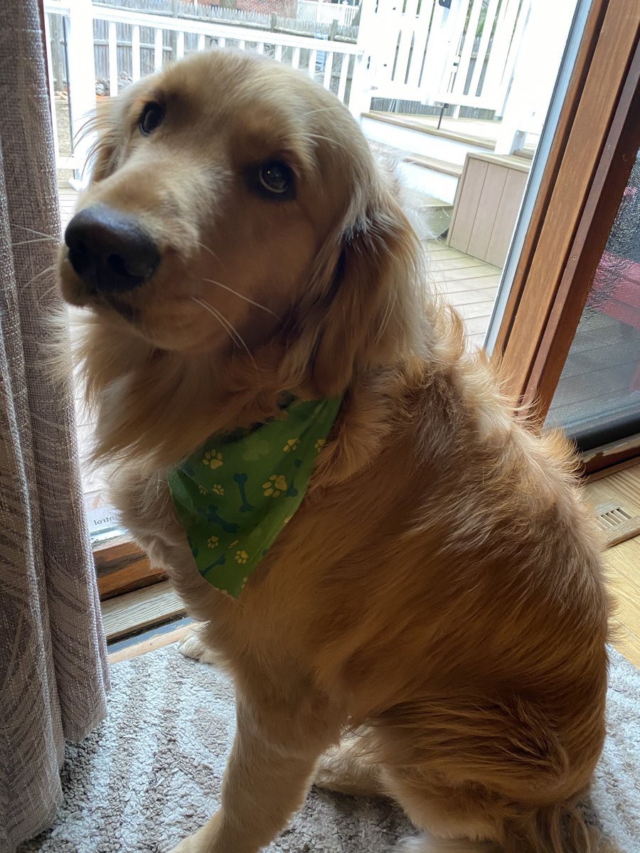 AshlynTroisi's tweet photo. @STG_Lax Nick didn’t wanna show off her st. Patrick’s day bandana so I will🥰 https://t.co/6azAydM0Bq