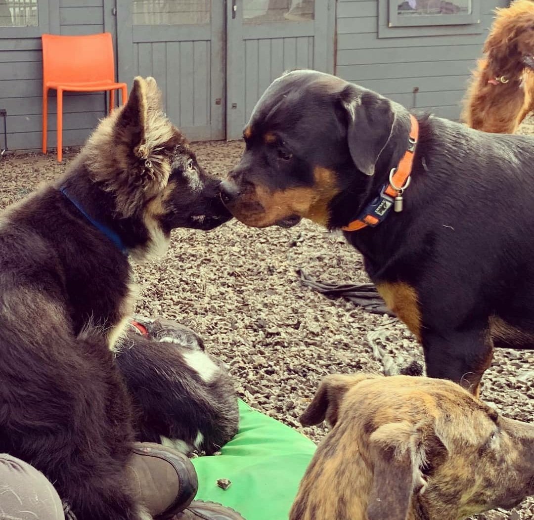 RosieDogDaycare's tweet photo. If only we could be as happy and carefree as this lot right now 😄💗🐾
#rosiesplace #dogdaycare #dogwalking #petservices #gosforth #newcastle #dogs #tuesdaydogs #happydogs #dogdaycarelife #itsadogslife #livingtheirbestlife #happy #carefree #coronavirus #goaway https://t.co/VJ9o4xmT1j