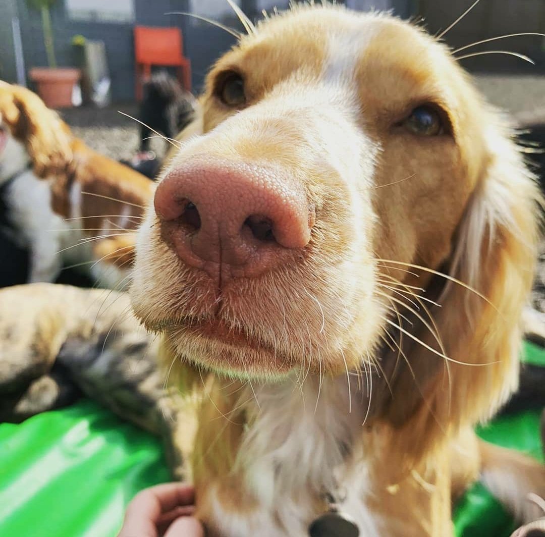RosieDogDaycare's tweet photo. If only we could be as happy and carefree as this lot right now 😄💗🐾
#rosiesplace #dogdaycare #dogwalking #petservices #gosforth #newcastle #dogs #tuesdaydogs #happydogs #dogdaycarelife #itsadogslife #livingtheirbestlife #happy #carefree #coronavirus #goaway https://t.co/VJ9o4xmT1j