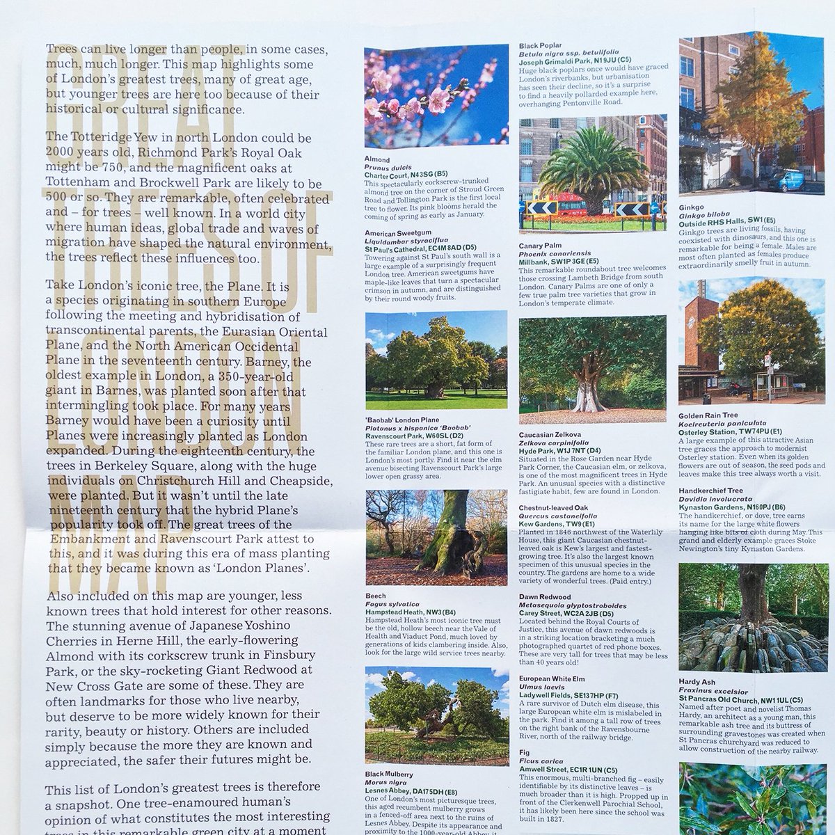 We're still posting map orders! Free UK standard shipping on our new Great Trees of London Map by <a href="/TheStreetTree/">Paul Wood 🌳</a>. A map might provide some solace if you're stuck indoors... bluecrowmedia.com/collections/tr…