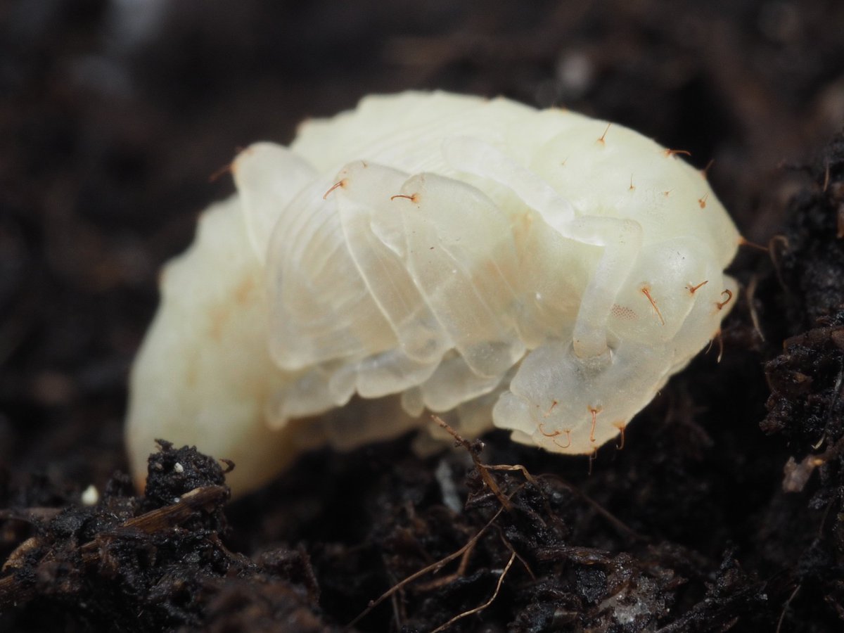 entobarbie's tweet photo. WE HAVE PUPAE! For sure Curculionidae! #entomology #stemeducation #scicomm #patienceinscience #coleoptera https://t.co/JrHuohjkgD