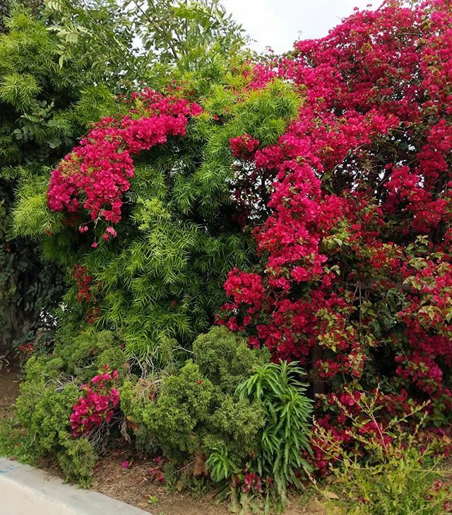 Shit's hitting the fan, but nature is still just out there doin her thing. Something about that is always very comforting to me.