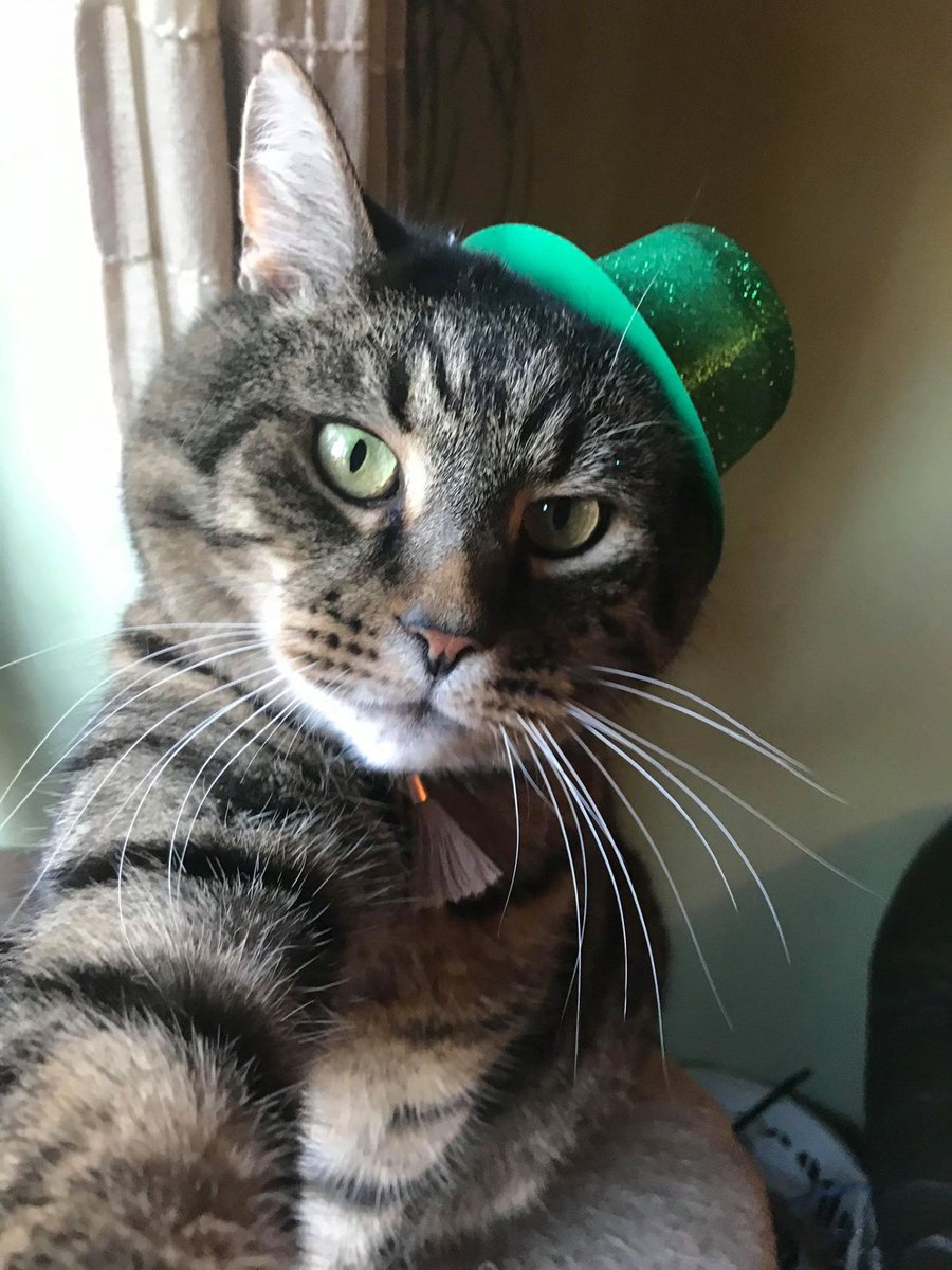 CelticMarches's tweet photo. Of course, we can't let St Patrick's Day pass, without the dashing Stan and Moz getting involved in some sparkly green action!

#StPatricksDay #CMCider https://t.co/cs0xPp8zDs