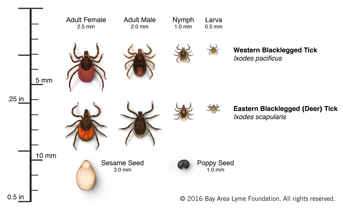 ProjectLyme's tweet image. Did you know that #blackleggedticks are the size of poppy seeds in their nymphal stage? Their bites are painless and many people don’t even know they’ve been bitten. Learn more #Lyme basics on our website: projectlyme.org/lyme-basics/