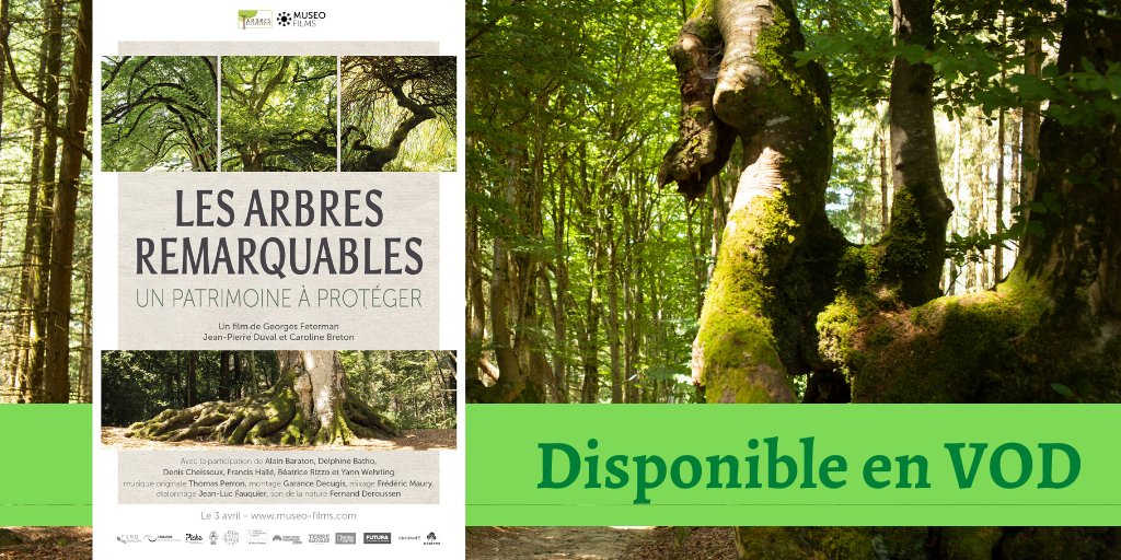 AgenceMUSEO's tweet photo. 🌳 #biodiversité 🌳
Marre du #confinementtotal ? Envie d'évasion ?
Retrouvez le documentaire les #arbresremarquables en #VOD 😉
👉 https://t.co/XTH2AJlWJP https://t.co/XERXgajYy5