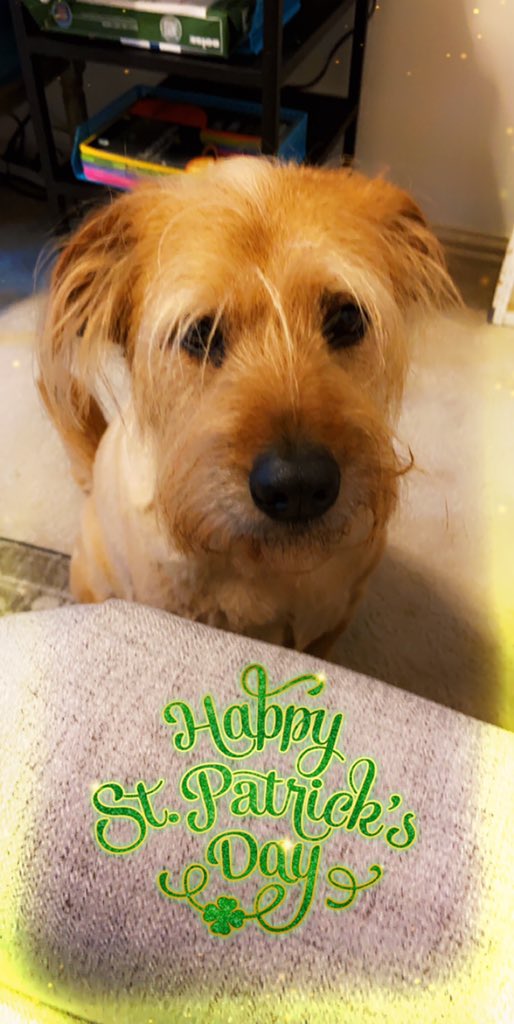 Happy St. Patrick’s day from Oscar 🍀 <a href="/MahaffeyKISD/">Mahaffey Elementary</a> #virtualspiritweek