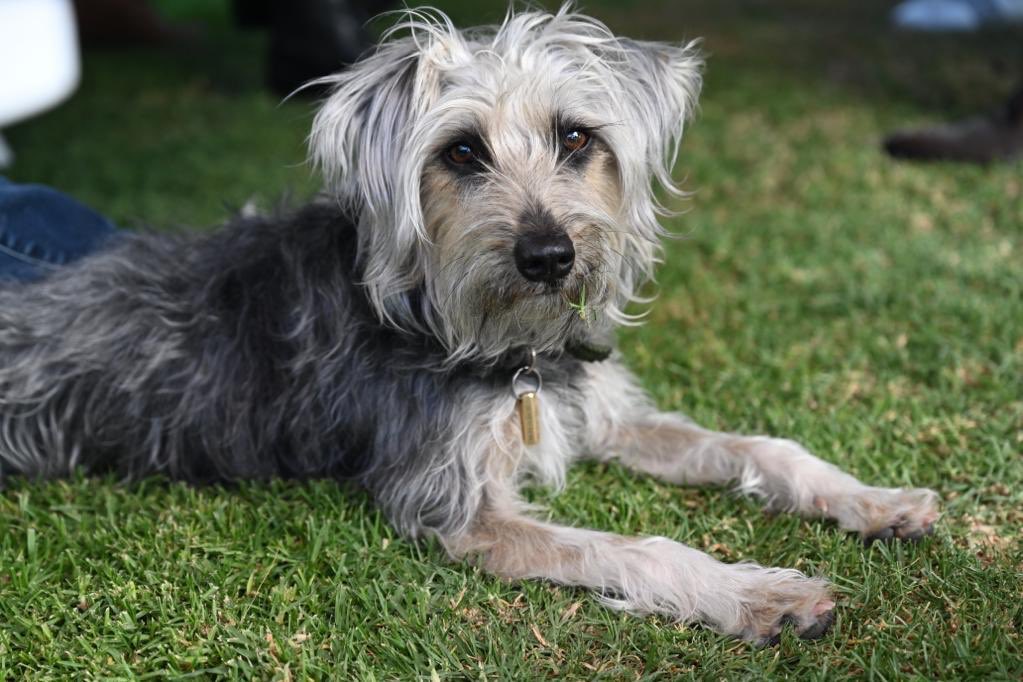 UbicapetMexico's tweet photo. P1404
RECOMPENSA 💰
🆘 URGE TU AYUDA PARA LOCALIZAR A "TOÑA".
🐶🐕
Raza: Mestiza, cruza de Schnauzer.
📆 Se perdió el 
Día: 17
Mes: Marzo
🌐 En la 
Calle: Thiers
Colonia: Polanco
Alcaldía: Miguel Hidalgo
Ciudad: CDMX
☎️ @UbicapetMexico al 5538181314 o con Jimena al  9993156097 https://t.co/3fFk0EMZ3L