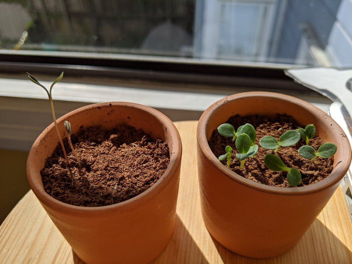 Later update today but!! Cosmos has sprout #2 and forget-me-nots are getting some fuzz on their leaves!