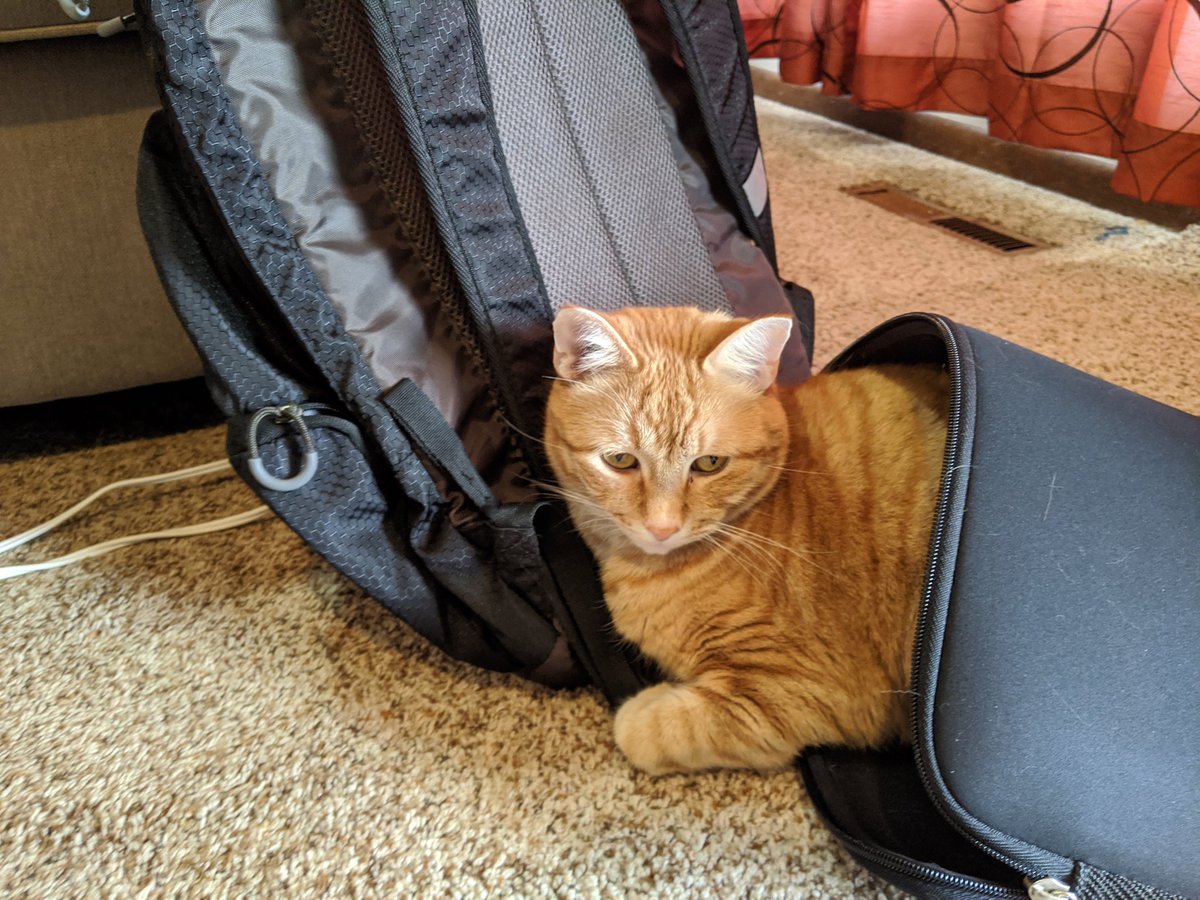 GregKfb's tweet image. The perils of working from home. #itsacatsleevenow