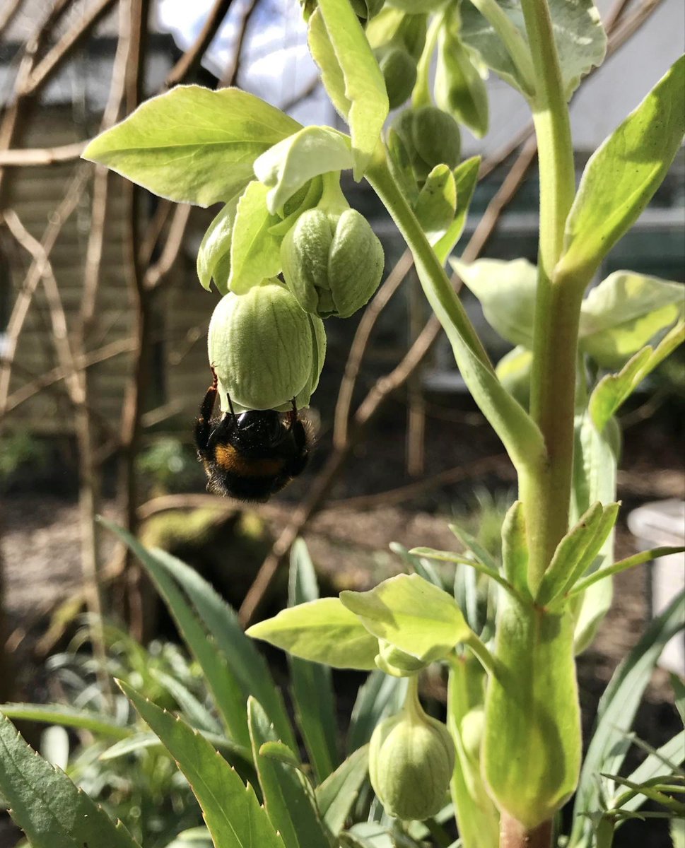 snapforchange's tweet photo. In a time of uncertainty and worry I'd like to show you something to cheer you up. In our garden at least the bees are happy with their new plants and trees. Such a joy to see #snapforchange #snaplearning #eyfs #sustainablechildcare #pollinatingbees https://t.co/tCdtv33jcW