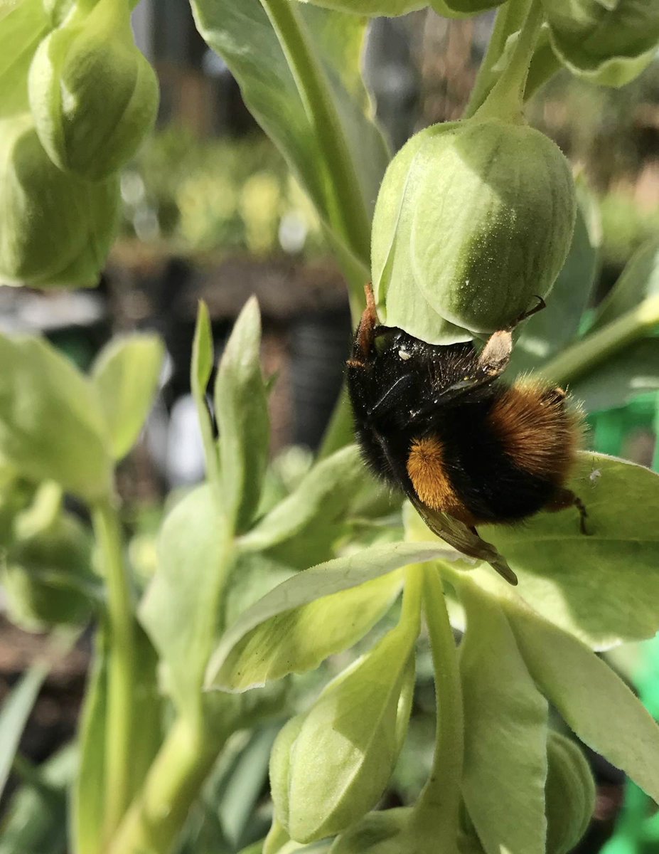 snapforchange's tweet photo. In a time of uncertainty and worry I'd like to show you something to cheer you up. In our garden at least the bees are happy with their new plants and trees. Such a joy to see #snapforchange #snaplearning #eyfs #sustainablechildcare #pollinatingbees https://t.co/tCdtv33jcW