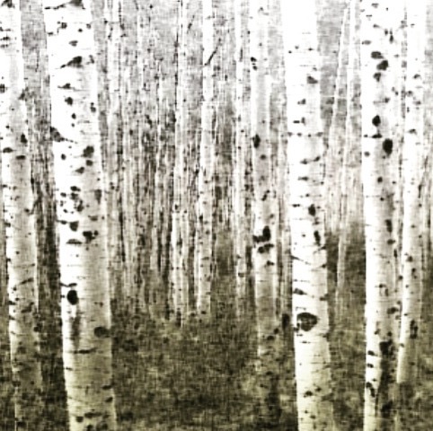 SunInMySoul_atl's tweet photo. Go spend time with the aspen trees. They'll tell you how it works. They'll tell you to look to your roots for energy. They'll tell you there's warmth below the surface.
Kaya McLaren •
•
•
#forestbathing #suninmysoul #lovelouder #thistooshallpass https://t.co/1k7cccgMov https://t.co/zlsvU6ik3s