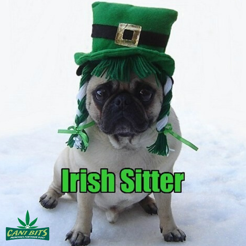 CaniBits's tweet photo. Happy Saint Patrick's Day everyone! ☘️😀 https://t.co/oxJHTy3Esh