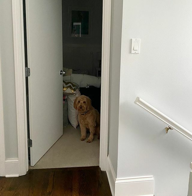 If you need me I’ll be hiding in here for the next 14 to 21 days ✌🏻🐾 #selfquarantine #socialdistancing #myhumanswontleave ift.tt/2QnAfdQ