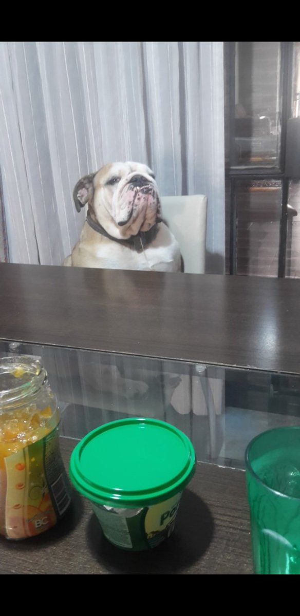 Día 3 de cuarentena ni mi perra me aguanta si me sigue mirando así en cualquier momento nos re cagamos a trompadas