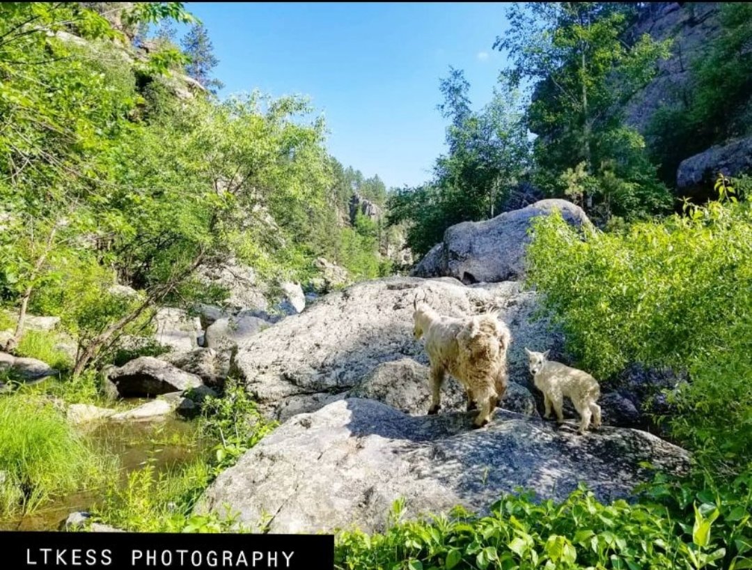 imLTKess's tweet photo. Everyone should stop what you are doing and go follow my photography instagram @ Ltkessphotography. #Photography #BlackHillsSD #HifromSD #SouthDakota #BHSU #HippieHole #KeystoneSD #MountRushmore #Nature https://t.co/s1i5pIEsxk