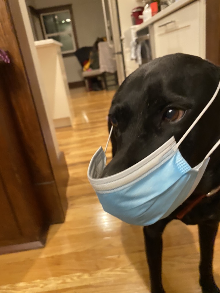 rosamabel_v's tweet photo. My dog is NOT happy to quarantine. more mad when it comes to go out in his daily walk! #quarantinedogs https://t.co/4xqGib4bUt