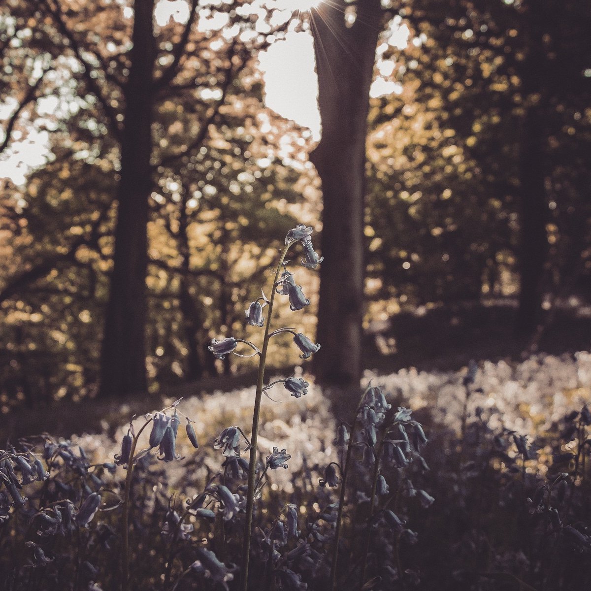 thatbeardedgu11's tweet photo. Those who reach for the stars stand high above the rest......or for those who aren't that metaphorical, a #bluebell https://t.co/sKJMJmwVQ8