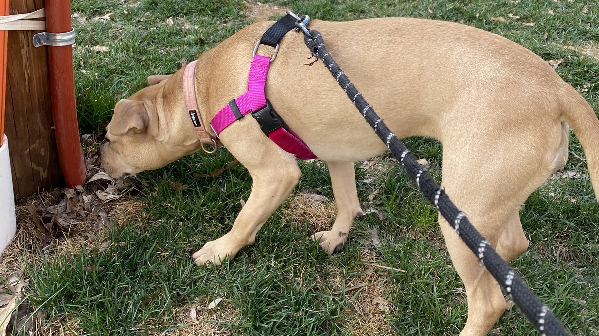 Day  — SCOUT still has smells to investigate.