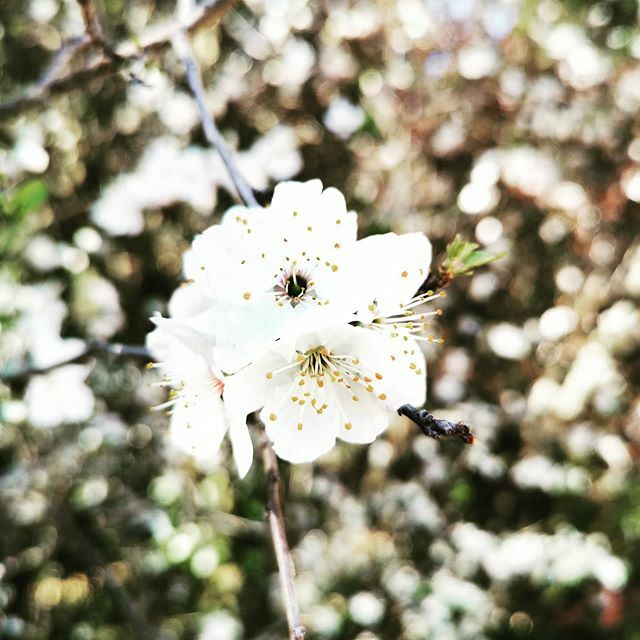 LaServiTeca's tweet photo. Tot segueix i tot passarà.
Una flor per compartir, una flor com a símbol de vida.
Molts ànims a tothom. 💚 https://t.co/1FZZZ6HDBy https://t.co/8NPEXWK4Dn