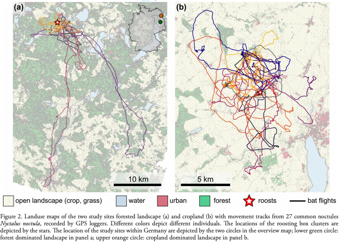 Oikos_Journal's tweet image. Accepted: Roeleke et al: Landscape structure influences the use of social information in an insectivorous bat
onlinelibrary.wiley.com/doi/10.1111/oi…
@wileyecology @NordicOikos #OpenAcess #competition #foragingstrategy #movement #Nyctalus