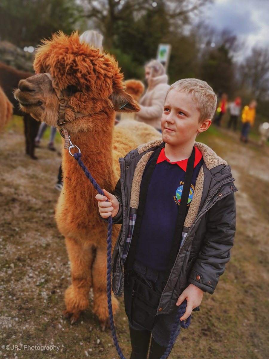 ManselMentor's tweet photo. Oliver really enjoined his time with the Alpacas today @Holly_Hagg https://t.co/J2KGcTIy0I