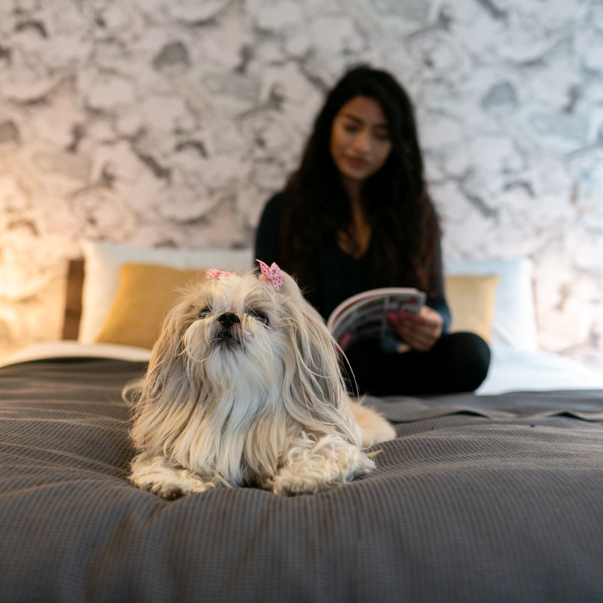 Does the beautiful apartment come with the little cutie <a href="/fizzyliving/">Fizzy</a> ? 🐶

 #newhome #Renting #Letting #RealEstate