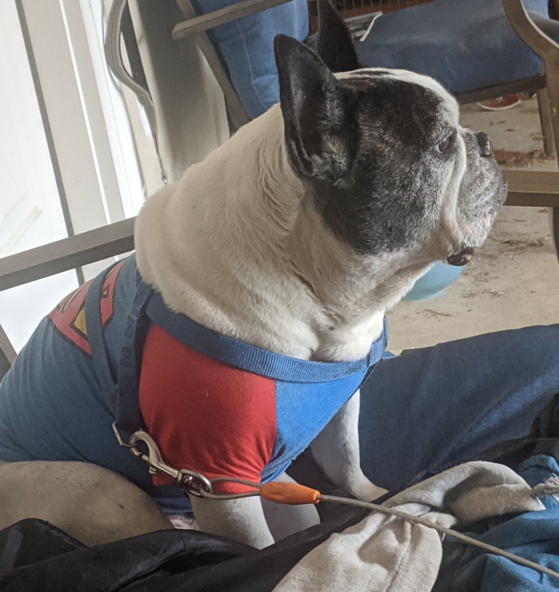 FrenchieSlider's tweet photo. Arf! With this evil virus about, I as Super Slider, must protect my persons. https://t.co/DE96iNzP3r