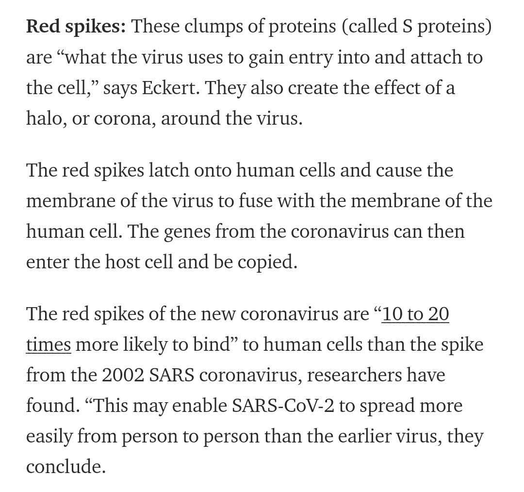 SARS-CoV-2 Spike proteins have a greater binding affinity for their target receptor than their equivalent from the SARS-CoV virus that caused the first major SARS epidemic.