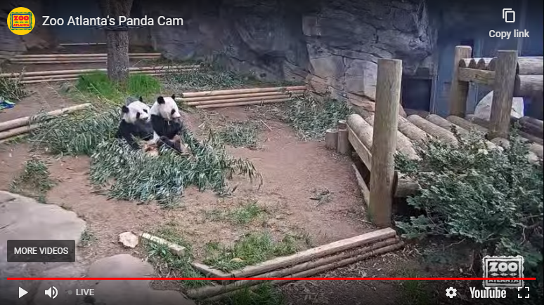 ZooATL's tweet photo. Need a pick-me-up right about now? PandaCam is here for your daily dose of cute! Although the Zoo is closed, you can keep an eye on what the giant pandas are doing throughout the day at https://t.co/qCvrT5YsBl! #ClosedButStillCaring #ZAPandas #OnlyZooATL https://t.co/SlLBdTKxNg