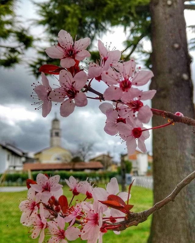 Con questo bel ricordo di <a href="/giorgio_dilena/">Giorgio_Dilena</a> di un anno fa condividiamo il risveglio della natura anche per chi forse non ce l'ha a portata di mano 🌸🌸🌸 Condividete le vostre vecchie foto conservate nel cassetto. Le aspettiamo!

#igersud #igersfvg #weare… ift.tt/39U1fJT