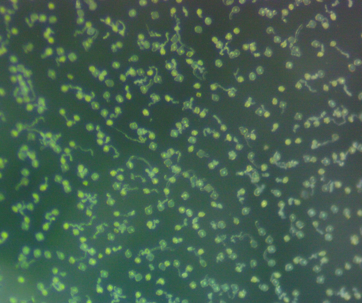 treebreederKoch's tweet photo. Pollen viability testing time! Getting ready for lingering ash pollinations. The formation of the pollen tube indicates viable pollen grains. Ash pollen can be stored in the right conditions for several years and retain viability.
#eab #treeresistance @usfs_nrs https://t.co/Xd8PKDgij5
