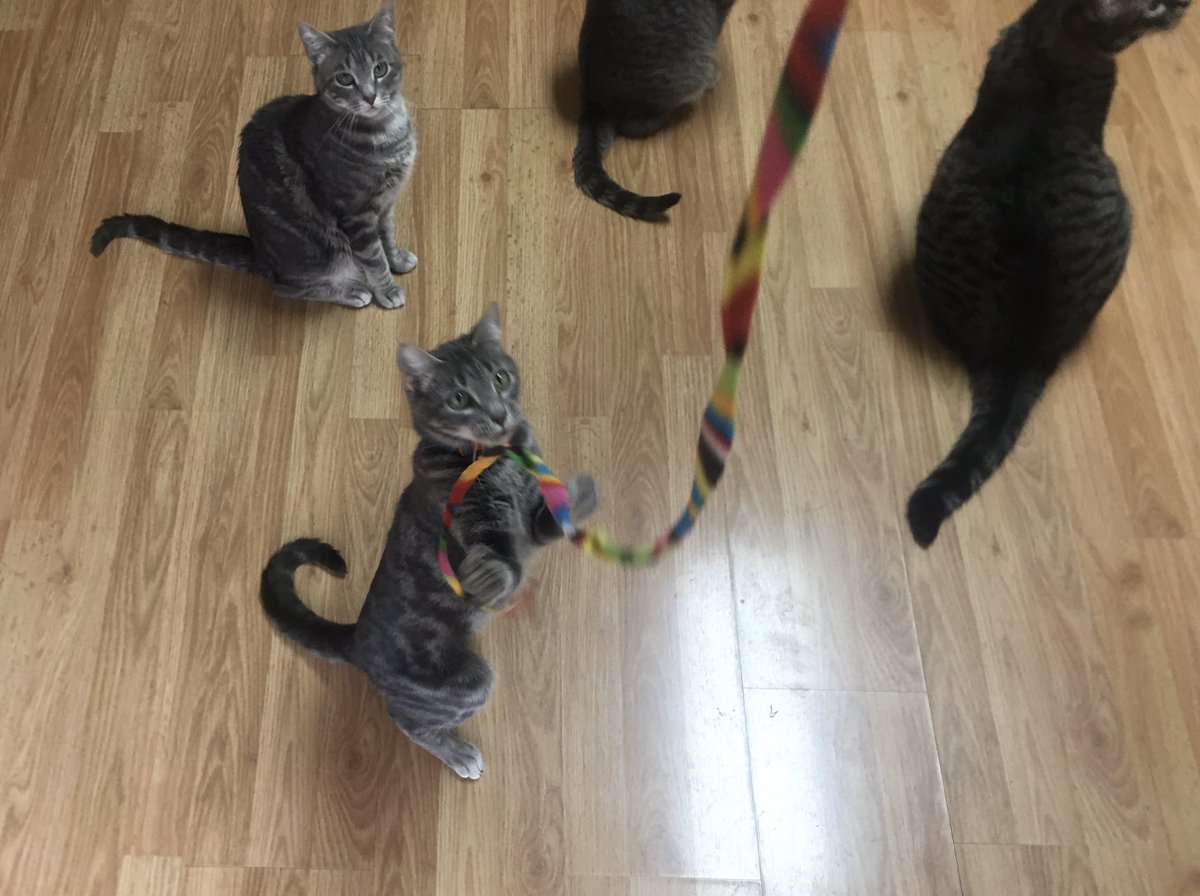 CoachZinn's tweet photo. Just enjoying hanging out with my sweet Fur Babies on this 🌧 rainy Spring Break day!! #BirdWatching #Playing #Cillin #Blessed #avcato #energybus ❤️😻❤️ https://t.co/c0P2NdHrPD