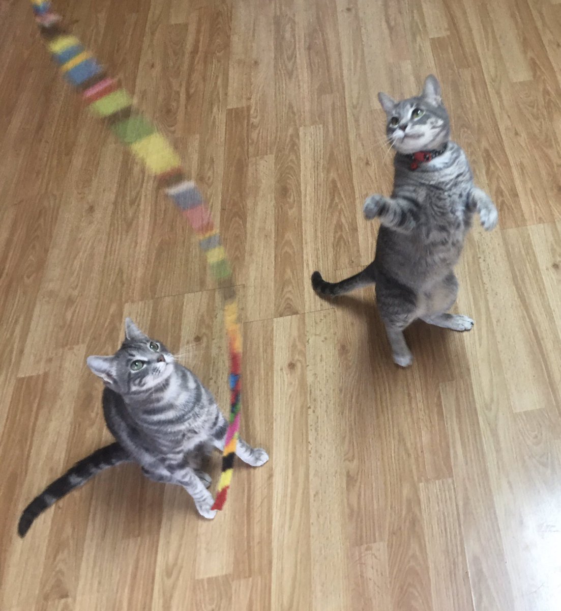 CoachZinn's tweet photo. Just enjoying hanging out with my sweet Fur Babies on this 🌧 rainy Spring Break day!! #BirdWatching #Playing #Cillin #Blessed #avcato #energybus ❤️😻❤️ https://t.co/c0P2NdHrPD