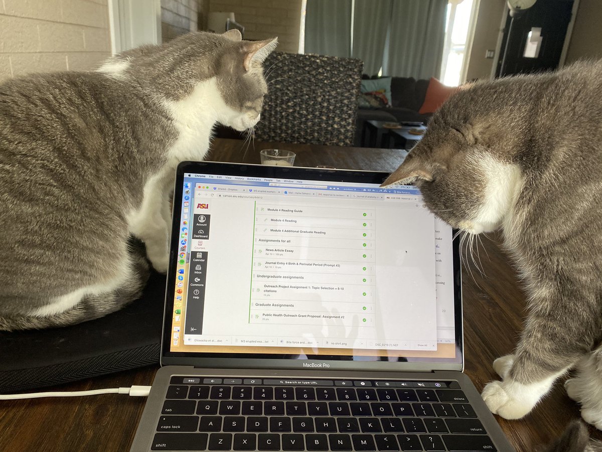 Day 1 of #teachingwithcats went well