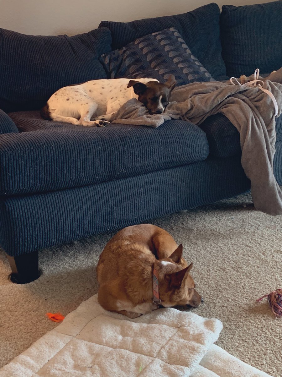 jennaxxe's tweet photo. how they’re celebrating me working from home #naptastic https://t.co/l2h9of1lAV