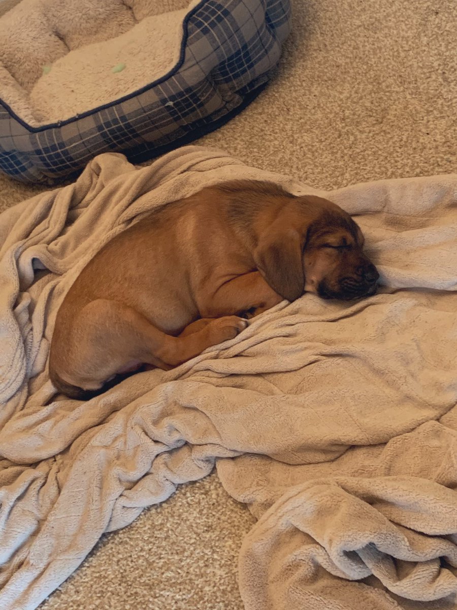 jennaxxe's tweet photo. how they’re celebrating me working from home #naptastic https://t.co/l2h9of1lAV