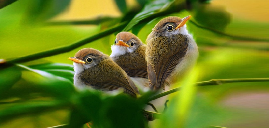 worldbirds32's tweet photo. I do not know...! https://t.co/VEhhfMRpCv
