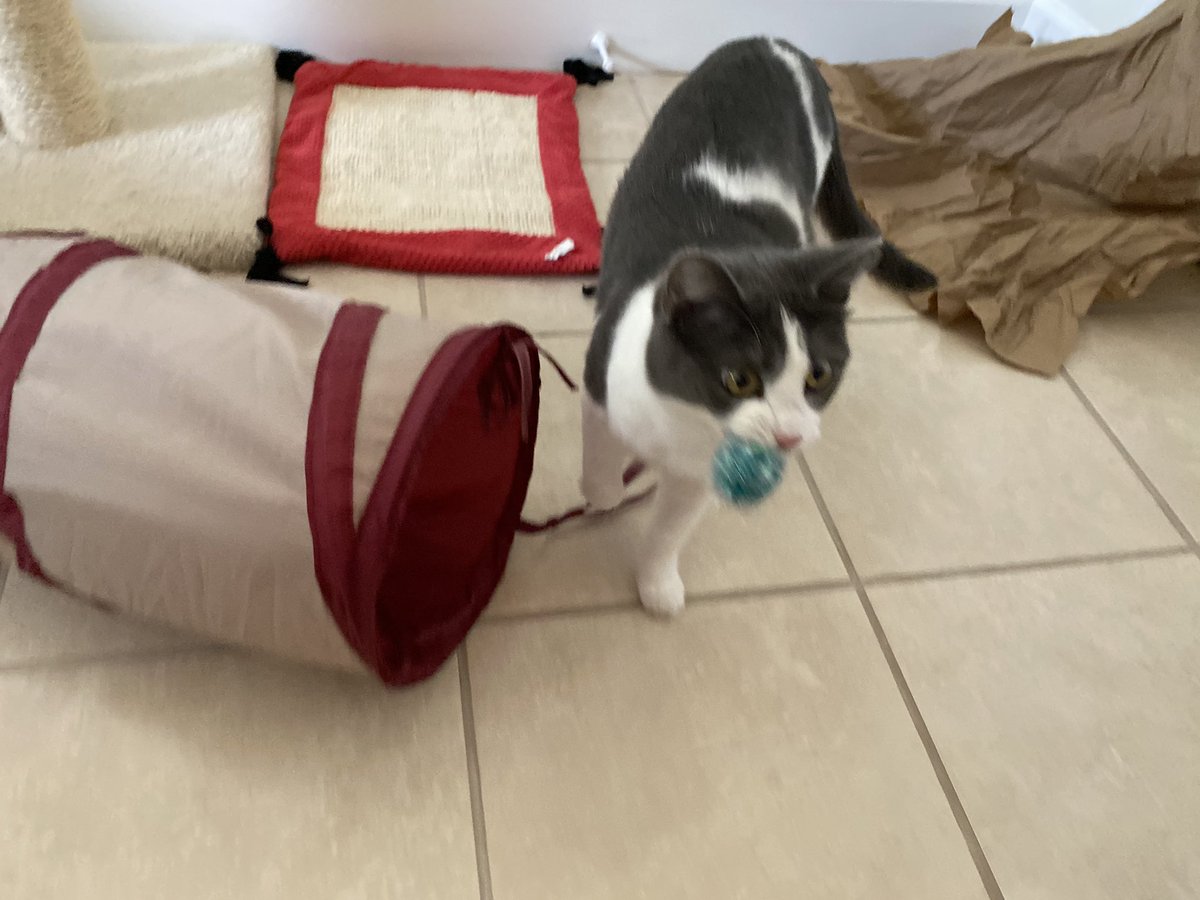 KatsKitties's tweet photo. Finally!! I’ve been scratching at the bookshelf for days trying to tell human my favorite sparkly ball was stuck back there! She didn’t see it the first time she checked but she finally pulled the shelf away from the wall and found it! https://t.co/tSqYUU1MMi