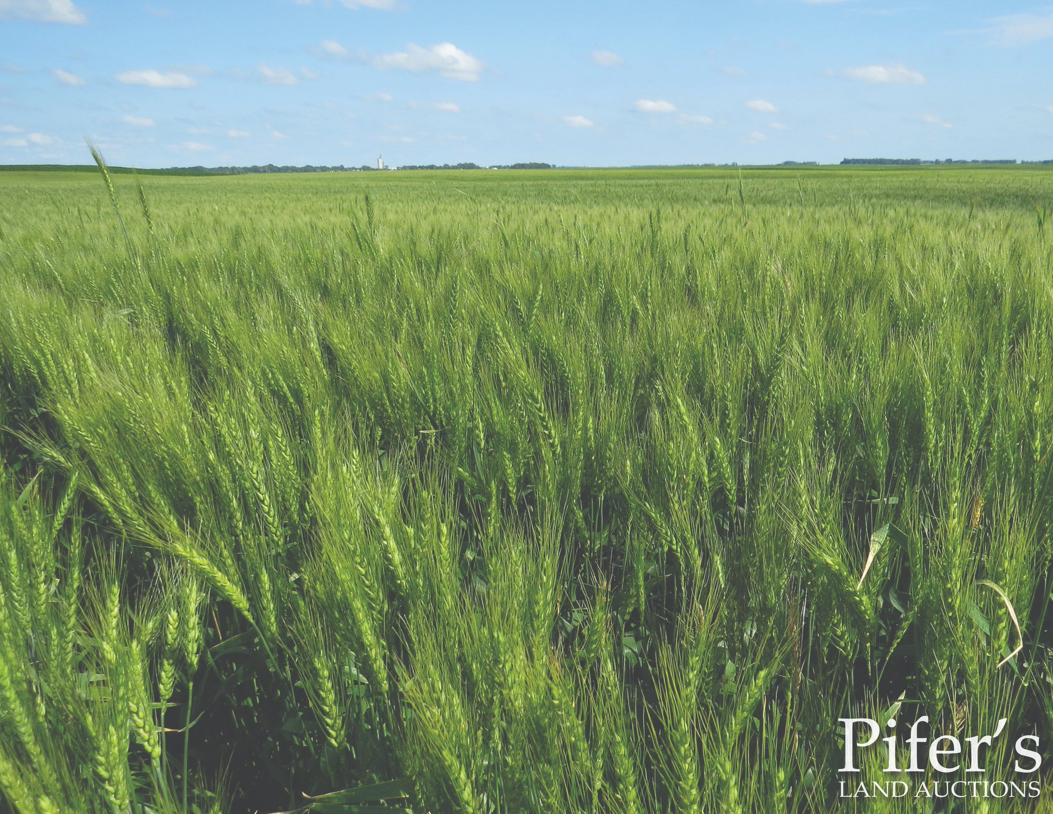 Pifer's Auctions on Twitter "LAND AUCTION! 158.92 +/ Acres • Ward