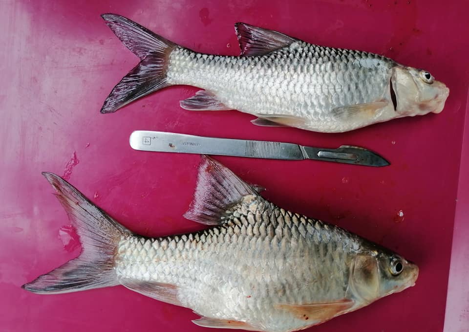 FrankMasese's tweet photo. Riverine fishes of #LakeVictoriaBasin. The rare Labeobarbus bynni and Enteromius spp. - E. cercops, E. kirstenii, E. nyanzae and E. neumayeri. Exciting to report healthy populations of the threatened Labeo victorianus. @AquaScience @UniEldoret @DepartmentFAS @LabeoVictorianus https://t.co/9vqHnRTzjp