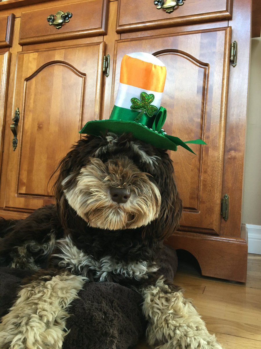 Potter says Happy St. Paddy’s Day!