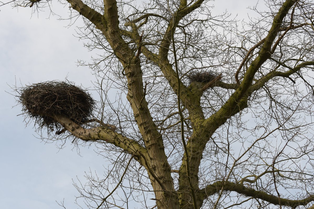JohanBokma's tweet photo. Ooievaar en Reiger nestelen gebroederlijk in een boom op Kasteel #Rechteren #Dalfsen #volgdenatuur https://t.co/rlkAgovmyH