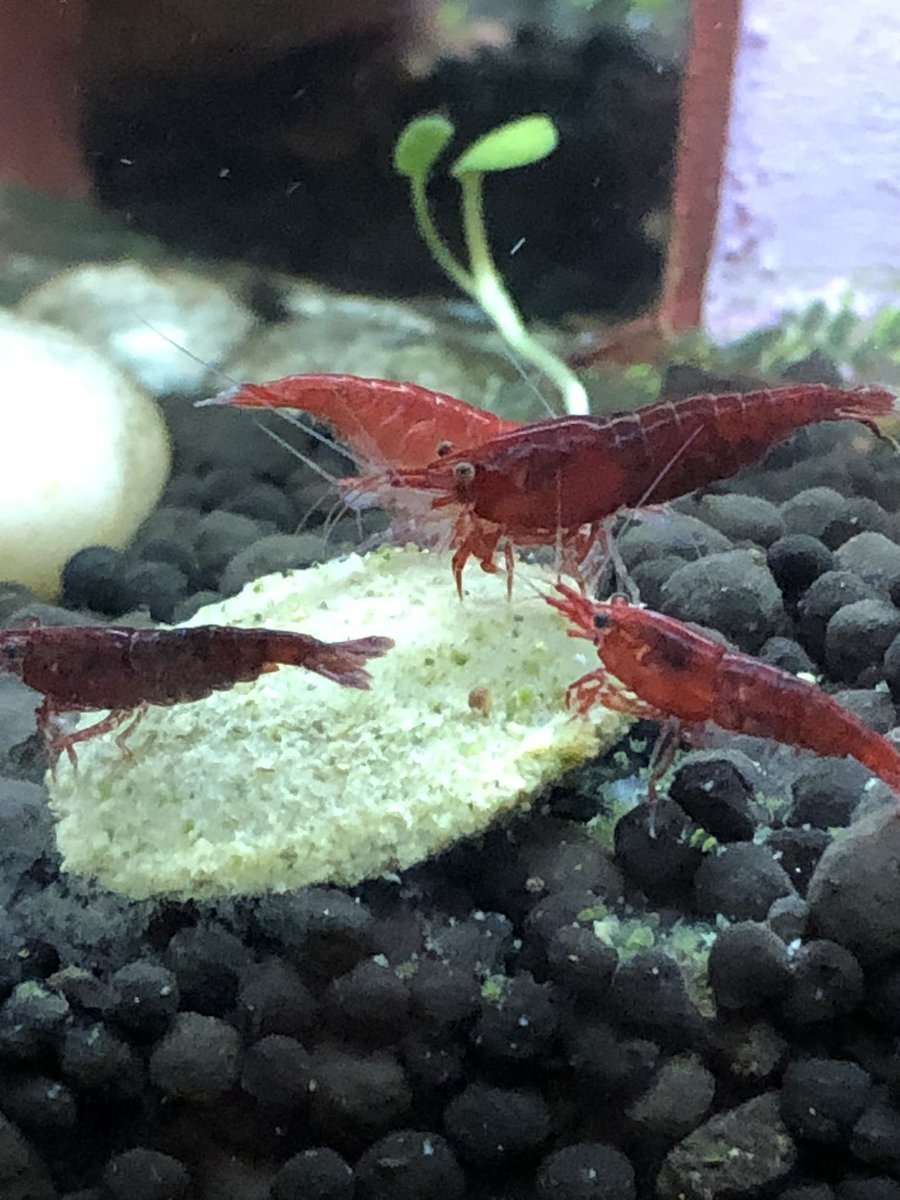 I think this one is a female with eggs!!And... some photobombing  #shrimptank pals.